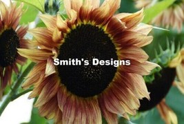 BEST 50 Seeds Easy To Grow Light Brown Sunflowers Huge Sunflower Large Flowers - £11.00 GBP