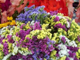 FA Store Statice Everlasting Flower Mix 75 Seeds   - £5.57 GBP
