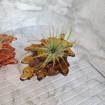 Live Air Plants in Glass Leaf Holders, set of 2 Airplant Pots, Fall Plant image 5