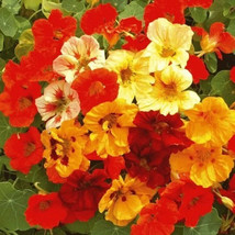 Easy to Grow 35 Nasturtium Dwarf Jewel Mix Seeds. USA Seeds. Organic. Ships free - $5.40