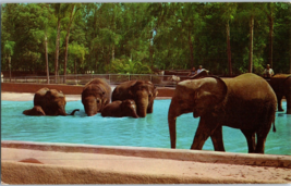 African and Asian Elephants in the Pool San Diego Zoo Elephant Postcard - £5.49 GBP