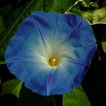 Morning Glory Seed, Blue Bonnet, 1000 Seeds, Glowing Blue Season Long Blooms - $16.99