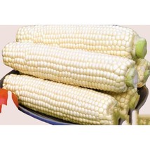 15 Truckers Favorite White Corn Seed Non-Gmo Heirloom. #Cornseeds USA Seller Gar - £6.23 GBP