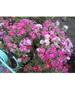 SDC 500 Mixed Colors Godetia Clarkia Amoena Pink Red White Blue 2 Tone E... - €13,02 EUR