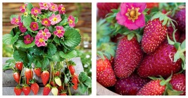 Tristan Strawberry 200 Seeds, Deep Rose Flowers on Compact Plants - £13.36 GBP