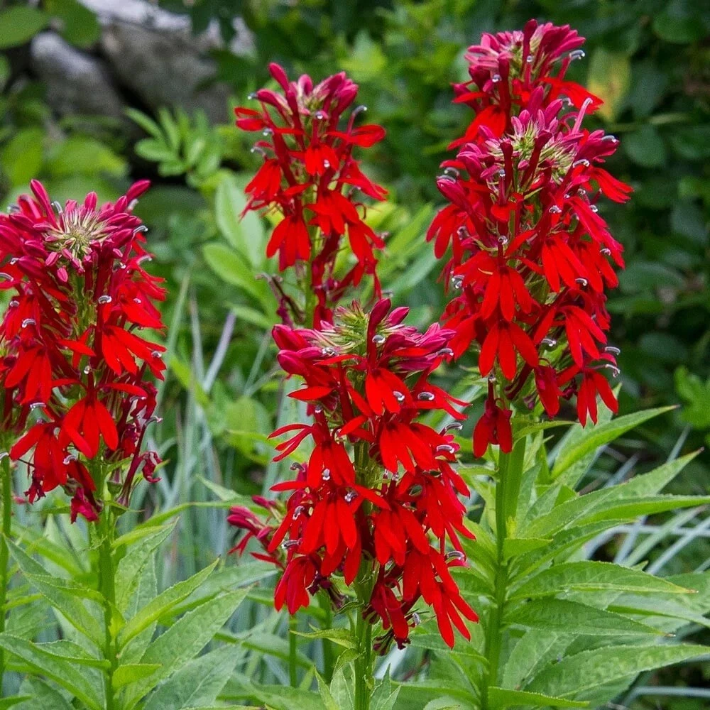 BPASTORE 400 Cardinal Flower Lobelia Cardinalis Hummingbird Seeds Online - £7.10 GBP