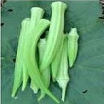 Fife Creek Cowhorn Okra Seeds Gardening Easy Grow Usa Shipping - £6.83 GBP