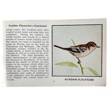 Acadian Flycatcher Print 1931 Blue Book Birds Of America Antique Art PCB... - $19.99