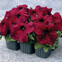 Bin#1R7D2 Petunia Seeds Supercascade Burgundy Pelleted Seeds 50 200 Or 500 Fresh - $15.25