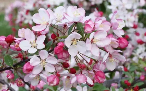 BStore 25 Malus Floribunda Crabapple For Garden Planting Seeds Starter Kits - £9.07 GBP