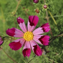 35 Cosmos Fluted Pied Piper Seeds Flower Drought Tolerant - £14.30 GBP