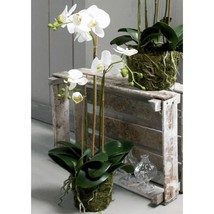 Emerald Artificial Phalaenopsis Orchid 70 cm White - £59.53 GBP