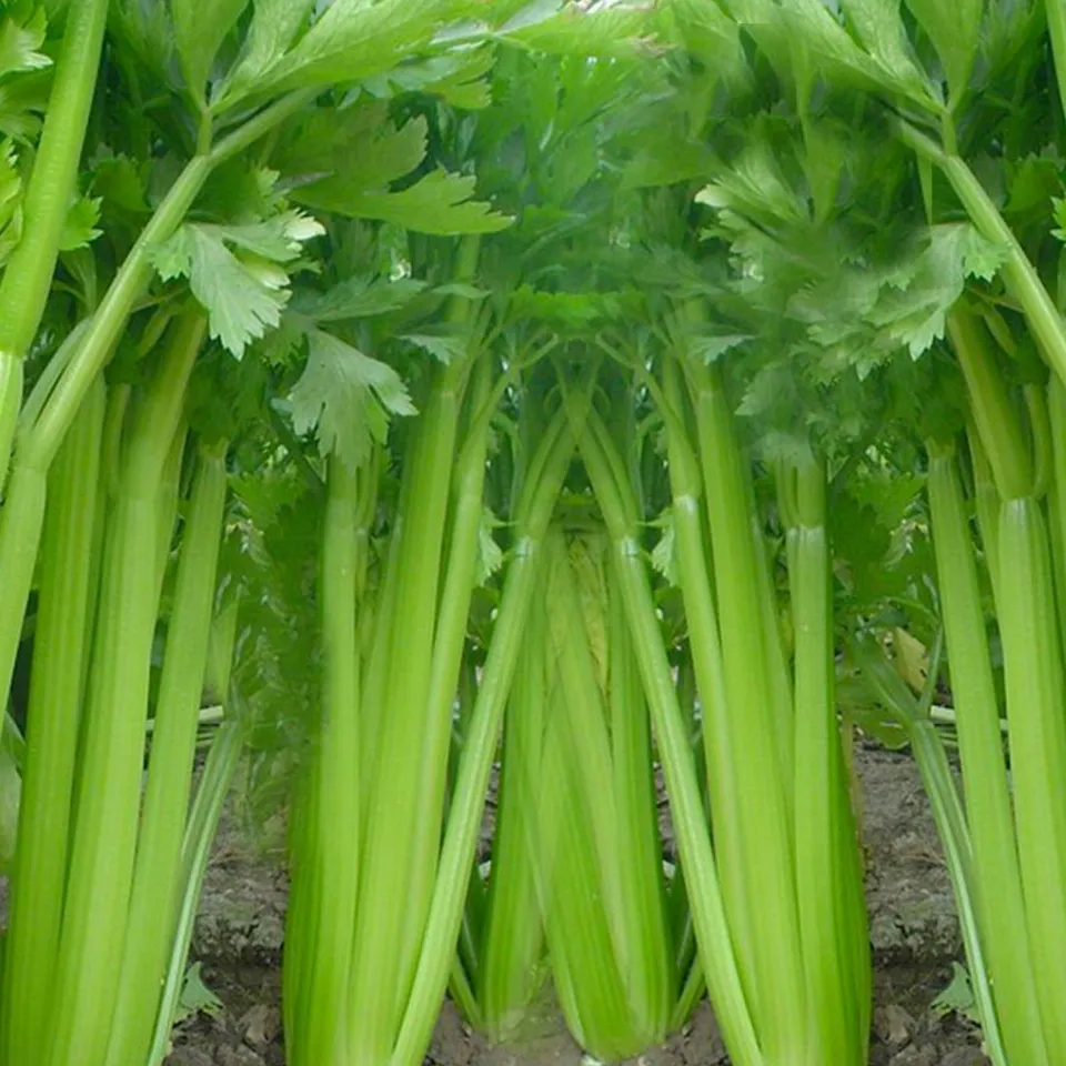 1000 Fresh Seeds Tall Utah 52/70 Celery - £7.62 GBP