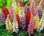 Russell Lupine Assorted Seed Mix  80 Seeds  Fast Shipping - $7.99