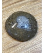 Natural Ammonite Snail Fossil Small KG JD - $17.65 CAD