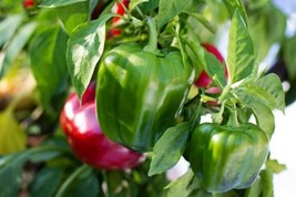 25 Seeds California Wonder Bell Pepper Quick Garden Fix with Heirloom - $8.35