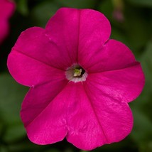 Seeds USA Seller Petunia Seeds Petunia Fotofinsh Pink 100 Seeds Trailing... - £42.23 GBP