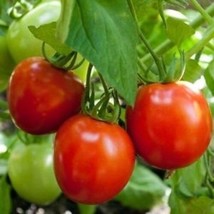 Tomato Glacier Great Heirloom Vegetable 30 Seeds Fresh Garden USA SELLER - $9.96