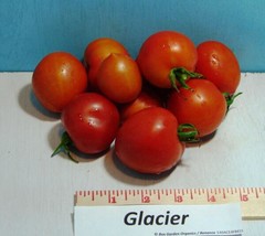 Glacier Tomato Seeds Heirloom Seeds Non-Gmo USA Seller Garden Fresh - £7.06 GBP