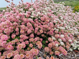 CA Buckwheat seeds (DWARF) Eriogonum fasciculatum &#39;Theodore Payne&#39; - £3.05 GBP