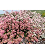 CA Buckwheat seeds (DWARF) Eriogonum fasciculatum &#39;Theodore Payne&#39; - $3.95