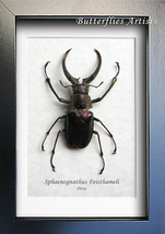 Real 4 Eyes Stag Beetle Sphaenognathus Feisthameli Framed Entomology Shadowbox - $87.99