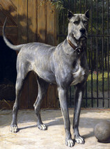 Art Giclee Printed Oil Painting Print Great Dane       for living room L Canvas - £6.04 GBP+