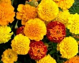 French Marigold Flower Seeds 100 Petite Mix Garden Annuals Bees Fast Shi... - $8.99