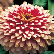 Zinnia Seeds Zinnia Swizzle Cherry Ivory 25 Flower Seeds Garden USA Seller - $27.75