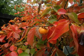 American Persimmon tree  qt. pot (Diospyros virginiana 'American)  image 4