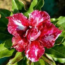 Desert Rose Adenium, 2 Seeds D - £9.85 GBP