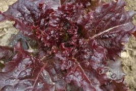 3000 pcs Leaf Lettuce Red Salad Bowl Lactuca Sativa Vegetable Seeds - £7.07 GBP