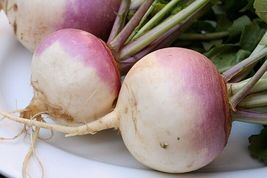 20 Seeds Turnip Vegetable - £7.72 GBP