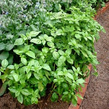 Heirloom Basil Seeds - Choose 30/100/500 Qty, Organic Sweet Basil Planting, Perf - $6.00