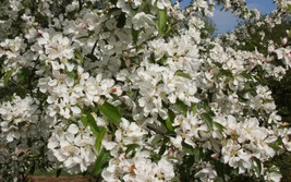 25+ Donald Wyman Crabapple Seeds - $8.48