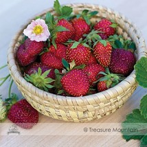 Roman Strawberry Seeds 1 Pack 100 Seeds Deep Red Medium Sized Strawberry #Nf520  - £9.44 GBP