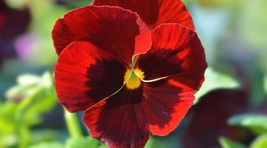 35 Delta Fire Bi-Color Pansy With Face Seeds Long Lasting Flower Annual - £14.12 GBP