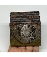 494g, 2.8&quot; x 2.9&quot; x 1.9&quot; Fossils Orthoceras Ammonite Business Card Holde... - £10.98 GBP