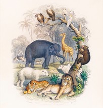 12894.Decor Poster.Home Wall art.Goldsmith 1774 animal illustration.Wildlife - £12.73 GBP+