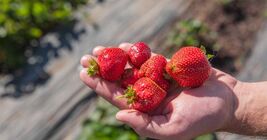 30 seeds, Albion Ever-bearing Strawberry seeds - $6.00