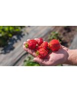 30 seeds, Albion Ever-bearing Strawberry seeds - $6.00