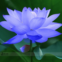 AQL seed / pack Blue Nelumbo Nucifera China Beautiful Lotus Pad Flower P... - $141.25 MXN