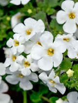 Bacopa Seeds Multi Pelleted Bacopa Snowtopia 25 Seeds Garden USA - £16.12 GBP