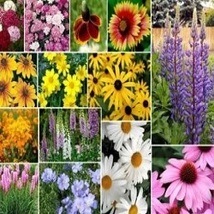 Flowers Seeds - All Perennial Wildflower Mix, 15 Species ,Easy Grow - £3.90 GBP
