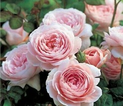 “ 20 PCS Heirloom Water Pink European Rose Flowers, Professional Pack light frag - £7.32 GBP