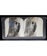 Antique Keystone Co Stereoview Birds Yellow Bellied Woodpecker Sapsucker - €11,16 EUR