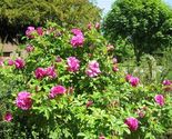 30 seeds Rosa rugosa Pink - £4.30 GBP