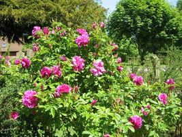 30 seeds Rosa rugosa Pink - £4.34 GBP
