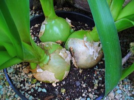 USA Pregnant Onion Aka False Sea Onion Lily Ornithogalum Caudatum 20 Seeds - £8.64 GBP