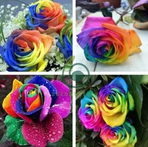 100 Seeds Heirloom &#39;Hot Wheels&#39; 5-color Rose Seedling Flower - $13.00
